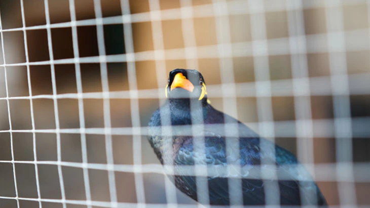 Anti Bird Nets Hyderabad