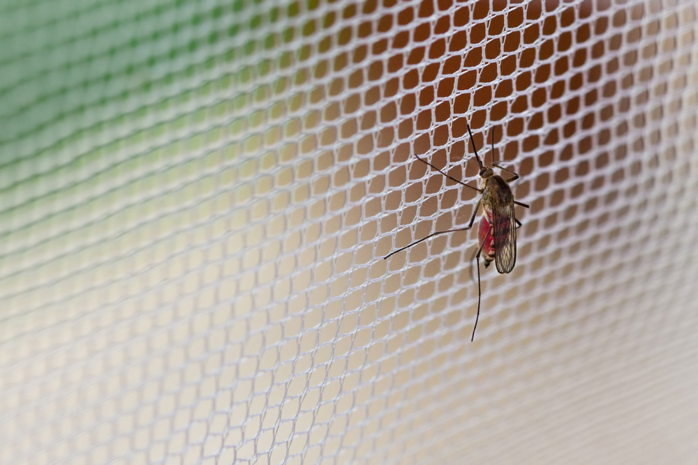 Mosquitos Nets  in shaikpet