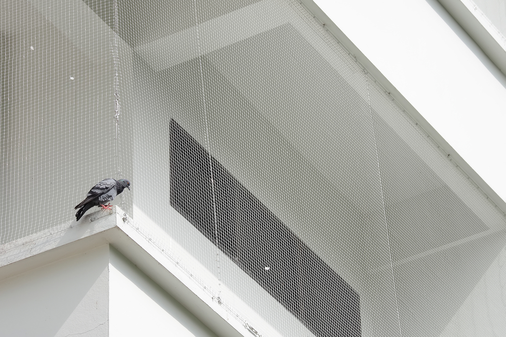 Pigeon Safety nets In Hyderabad